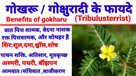 गखर क फयद Gokharu ke fayde benefits of gokhru today s Ayurveda