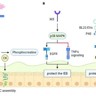 Mucins Muc Protect The Intestinal Epithelial Barrier Exogenous