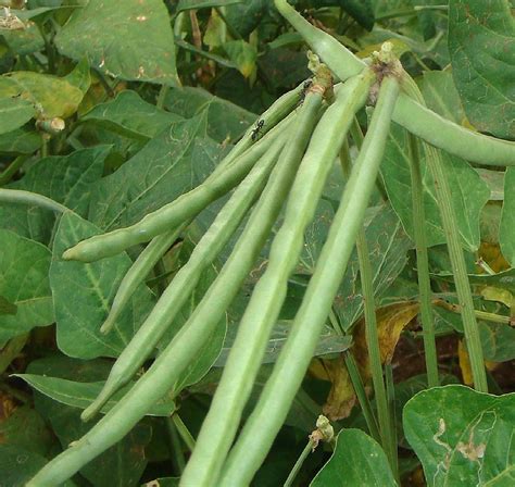 How To Grow Cowpeas Black Eyed Peas