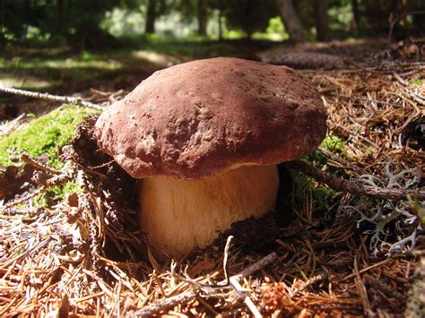 Le Specie Di Porcini Museo Del Fungo