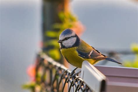 Blaumeise Vogel Sitzend Kostenloses Foto Auf Pixabay