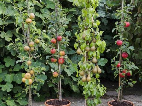 Quel Arbre Fruitier Planter Pour Avoir Son Propre Verger