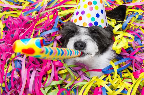 Tips on Preventing Anxiety in Pets During New Years Eve | The Whole Pet ...