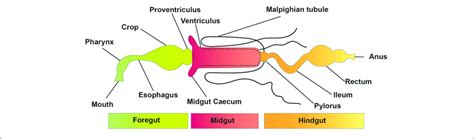 | Basic structure and divisions of the insect digestive system. | Download Scientific Diagram