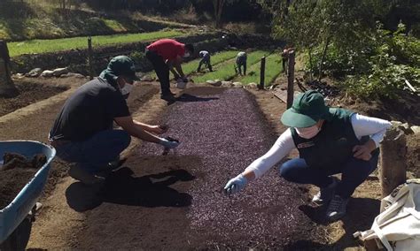 Midagri Se rehabilitaron más de 1000 hectáreas de andenes gracias a