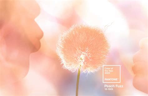 Pantones Color Of The Year Is Peach Fuzz