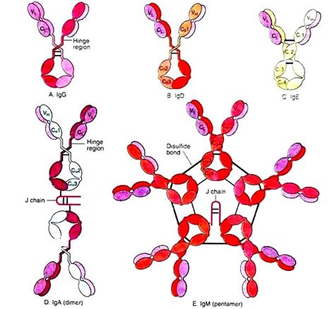 Five Major Classes Of Antibodies And Their Biological Activities