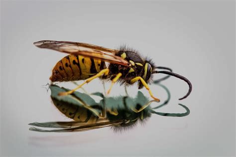 1,000+ Free Fa18-Hornets & Hornet Images - Pixabay