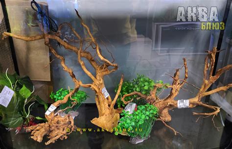 Паучий корень, мангровая коряга, африканское мопани купить корягу для ...