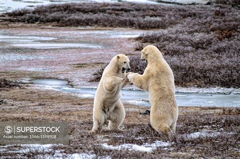 Polar Bear Close Encounter As Bears Play Fight Next To Tundra Buggies