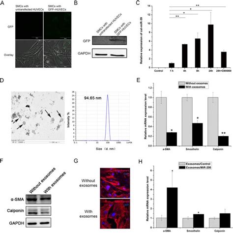 Graphical Abstract Endothelial Cells Regulate The SMC Phenotype By