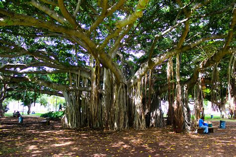 Giant Tree Honolulu Oahu Hawaii The Web Ninja Flickr