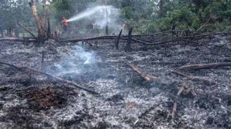 Titik Api Karhutla Terdeteksi Di Pulau Sumatera Sumsel Terbanyak