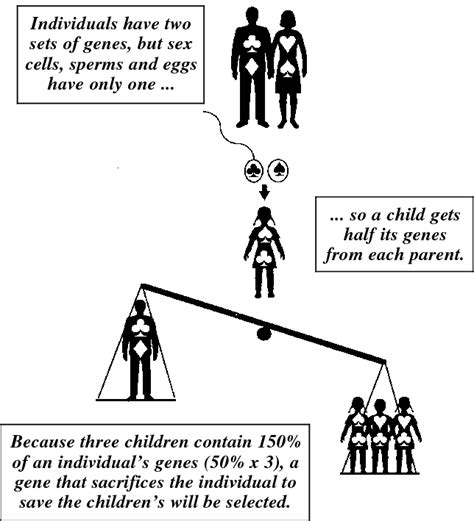 How genetics favours altruism. | Download Scientific Diagram