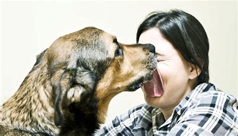 Dogs bust through boundaries to comfort their people - Futurity