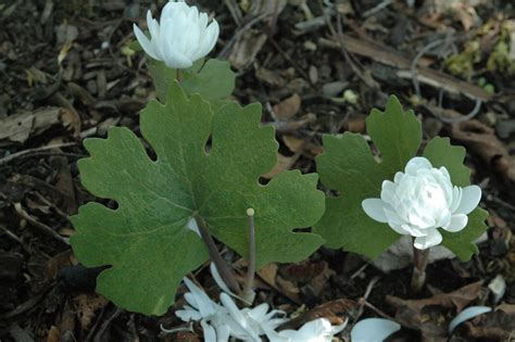 Photo #35633 | Sanguinaria canadensis | plant lust