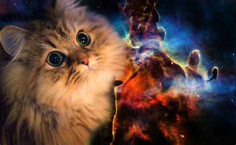 Cats In Space Wallpapers Top Free Cats In Space Backgrounds