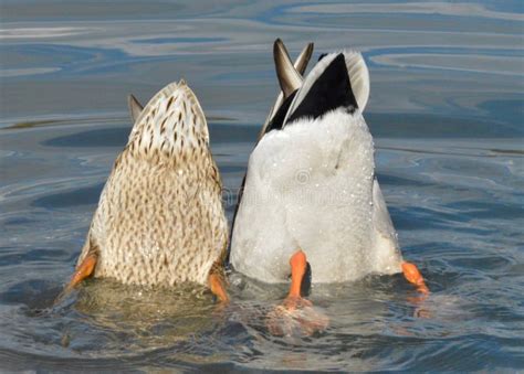 Bottoms Up Stock Photo Image Of Together Love Pair 85356124