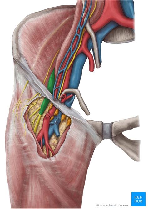 Nervio Femoral Hot Sex Picture