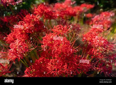 Lirio De Ara A Roja Lycoris Radiata Ciudad De Isehara Prefectura De