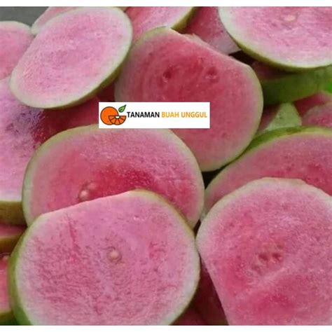 Jual Bibit Buah Jambu Kristal Merah Sudah Berbuah Super Shopee Indonesia