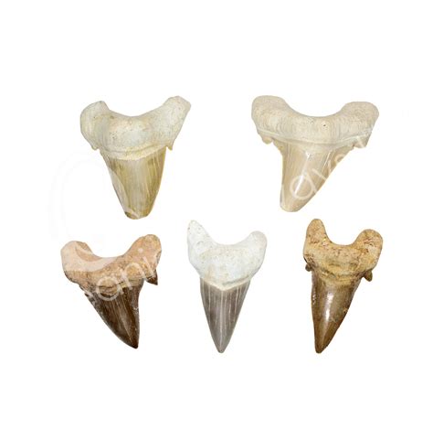 Loose Shark Tooth 1.5" | New Jersey | Oceanic Linkways Inc.