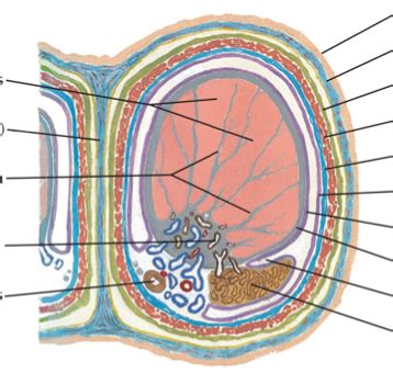 Scrotum Diagram | Quizlet