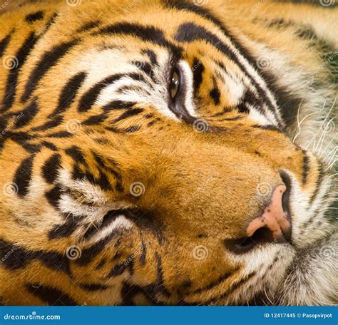 Tiger face closeup stock image. Image of lazy, tiger - 12417445