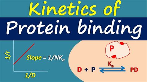 Kinetics Of Protein Binding Youtube