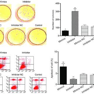 Effects Of Mir B On The Proliferation And Apoptosis Of Smmc