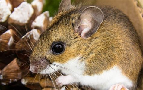 Rodent Rundown Keeping These Dangerous Pests Away From Your New Haven