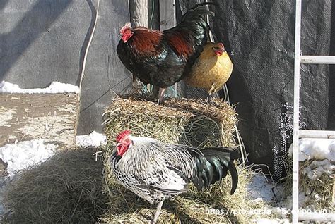 Солнце для кур и цыплят круглый год, витамин Д и солнечные ванны
