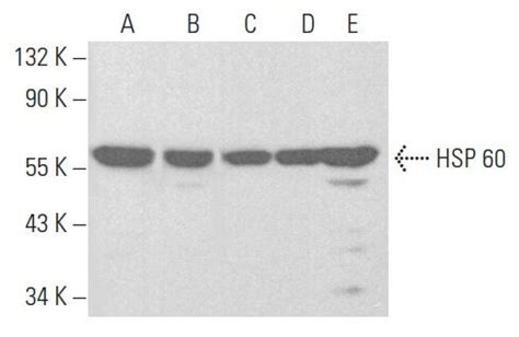 Hsp C Scbt Santa Cruz Biotechnology