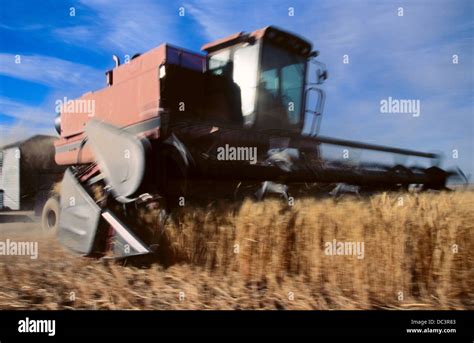 Combine Harvesting Wheat Stock Photo Alamy
