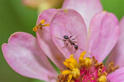 How to Get Rid of Ants in the Garden: 13 Helpful Methods For 2024