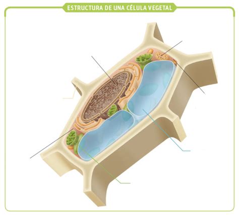 Tema La C Lula Vegetal Diagram Quizlet