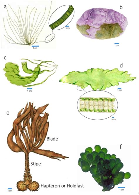 Macroalgae Encyclopedia Mdpi