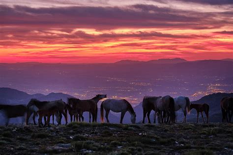 Wild horses at the mountains. Sierra Nevada National park just after ...