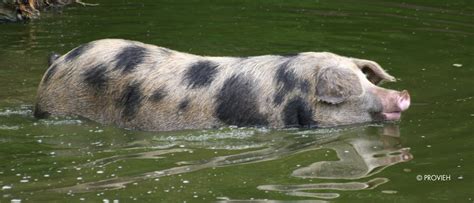 Turopolje Schwein PROVIEH