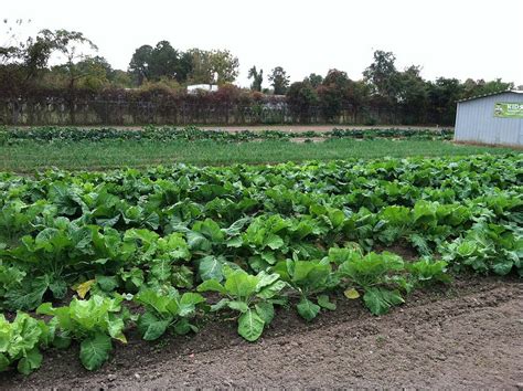 A Guide to Broccoli Companion Plants | Properly Rooted