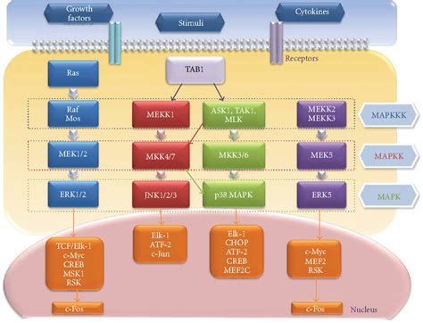 Figure From The Roles Of Mitogen Activated Protein Kinase Pathways In