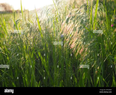 Spectacular View Of Green Rural Land And Cultivated Fields Europe