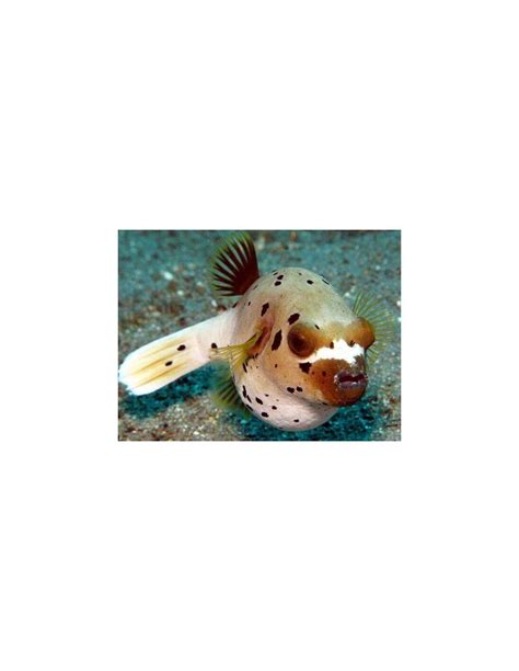 Dogface Puffer Arothron Nigropunctatus