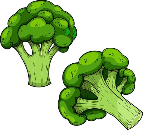 Green Cabbage Broccoli Hand Drawn Vector Set Illustration Vegetable