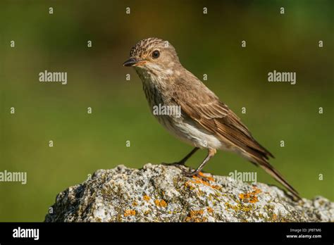 Flycatchers Hi Res Stock Photography And Images Alamy