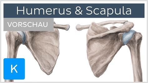 Humerus Und Scapula Aufbau Und Funktion Vorschau Kenhub Youtube