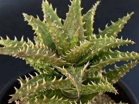 Yahooオークション アロエジュベンナ （強ノギtype） Aloe Juvenn