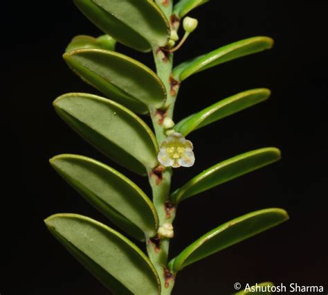 Phyllanthus Species Agasthyamala Biosphere Reserve Tamil Nadu