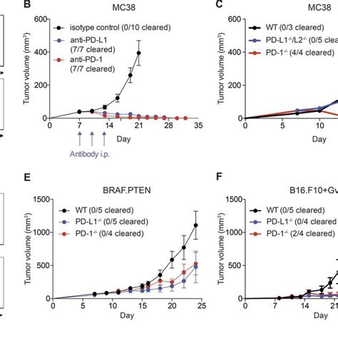 Pd L1 On Mc38 Tumor Cells Directly Suppresses Cytotoxicity Of Cd8⁺ T