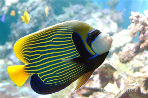 Pomacanthus imperator (Emperor Angelfish)